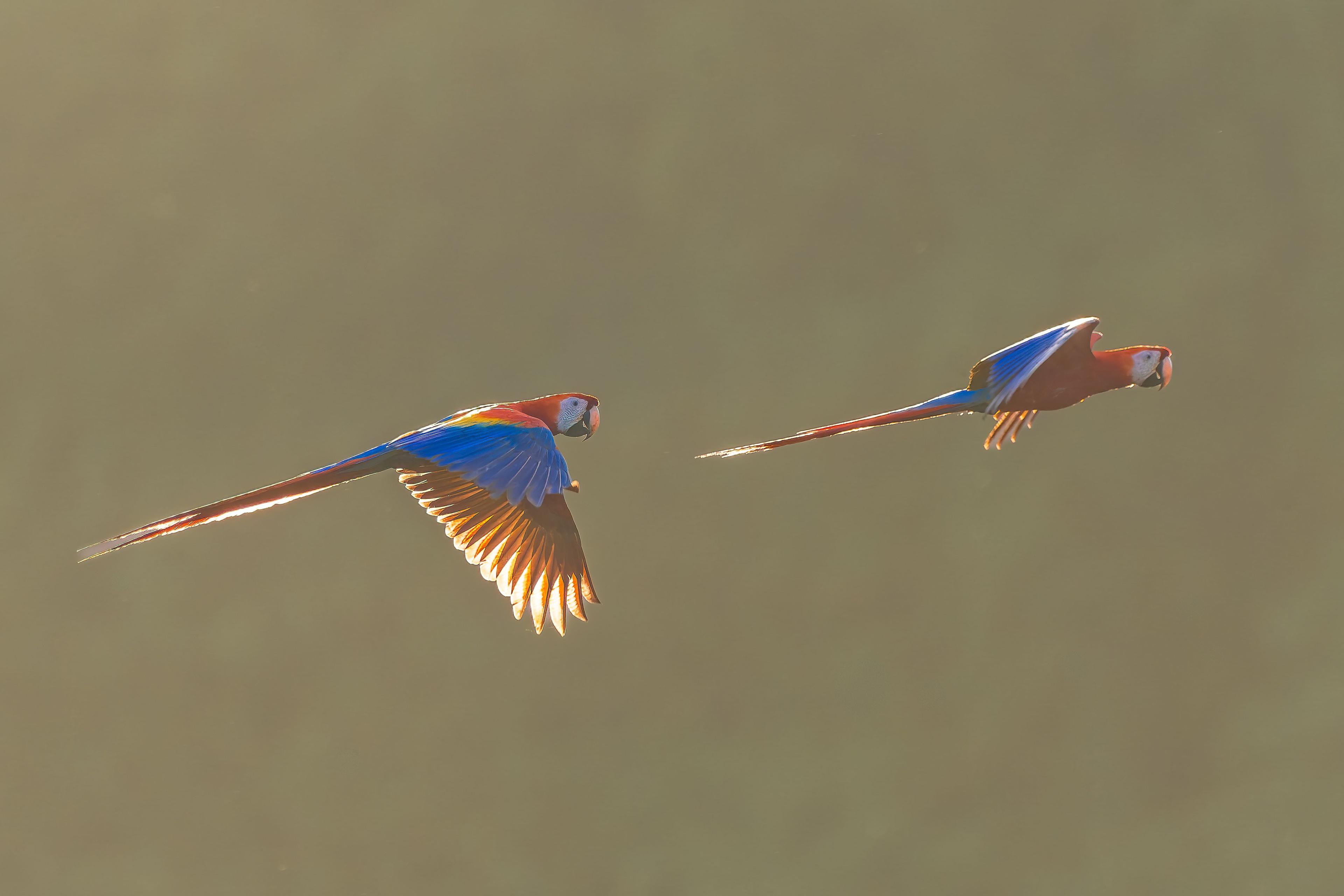 two scarlet macaws in flight