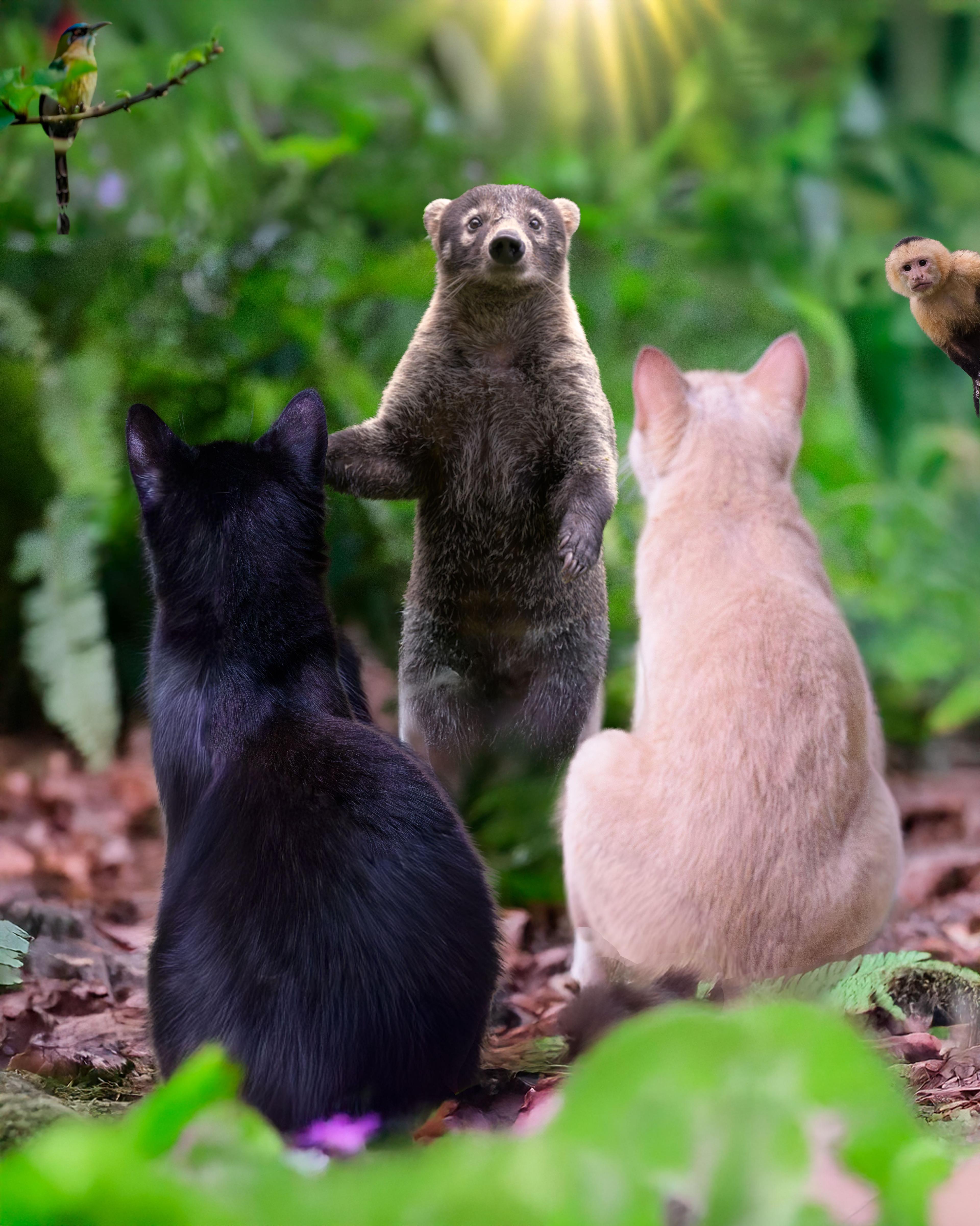 the animals as our pets and neighbors