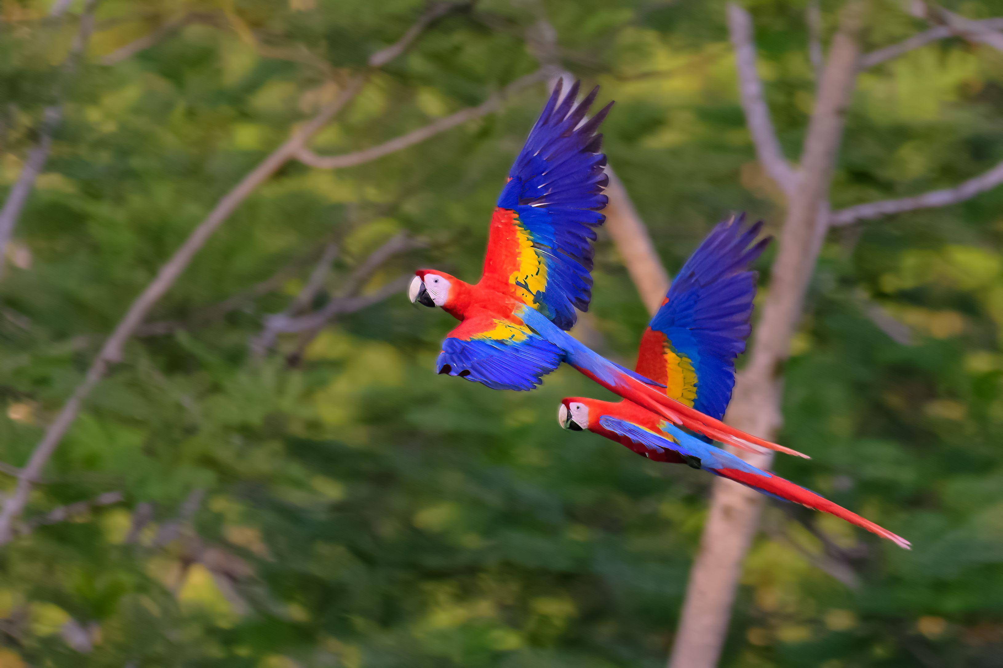 a couple of scarlet macaws flying over the jungle