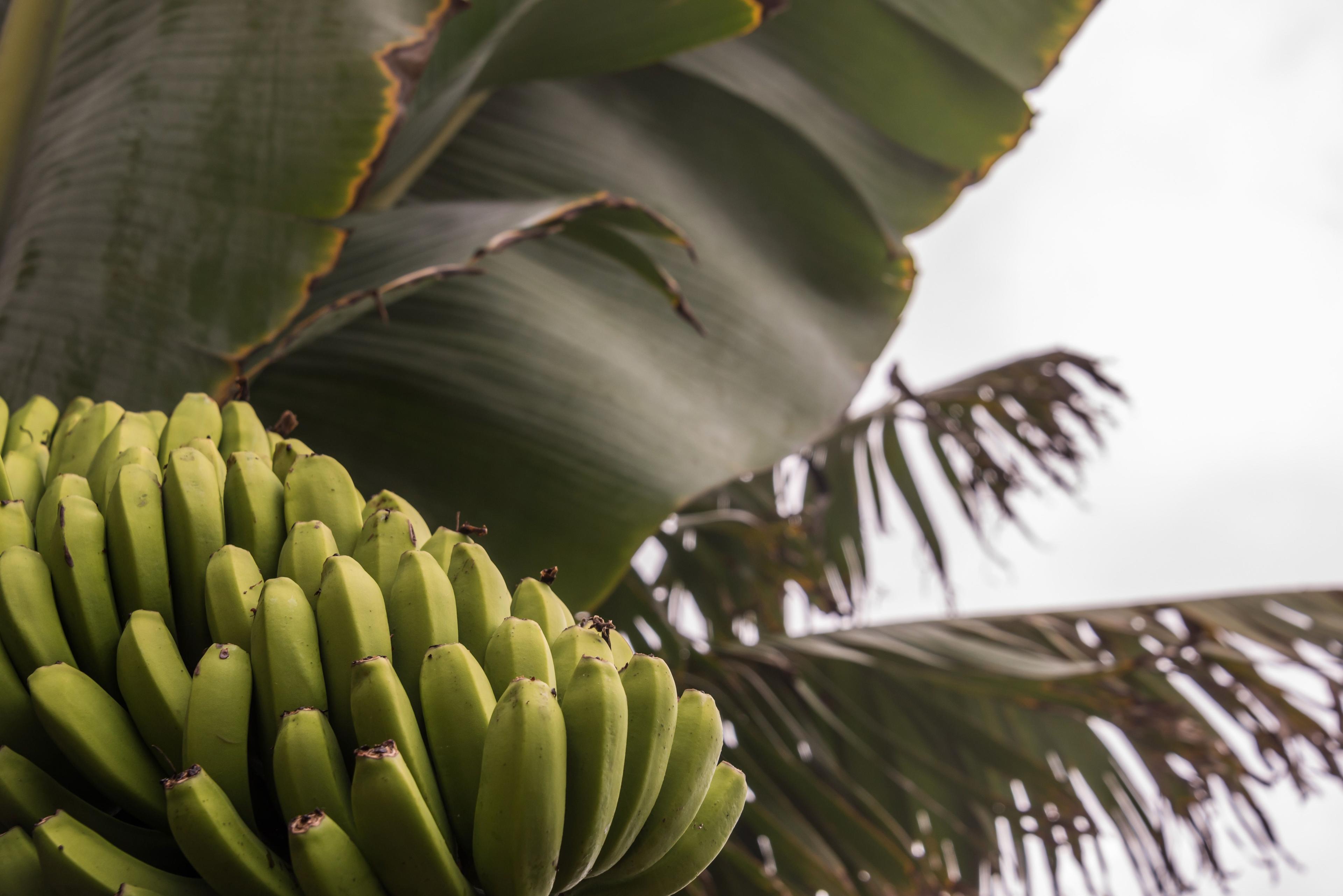 bananas growing on the tree