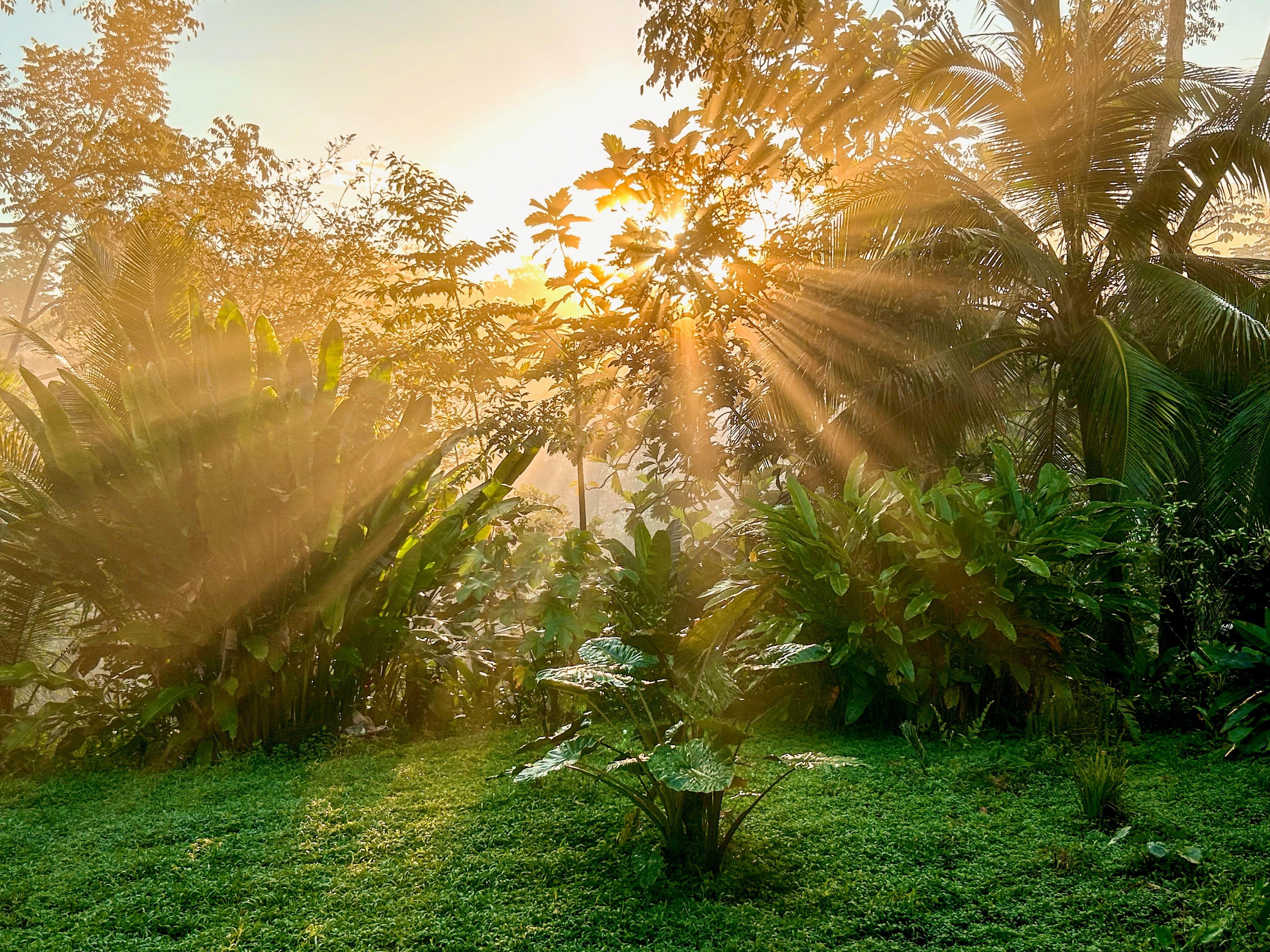 sunrise at finca guarumo