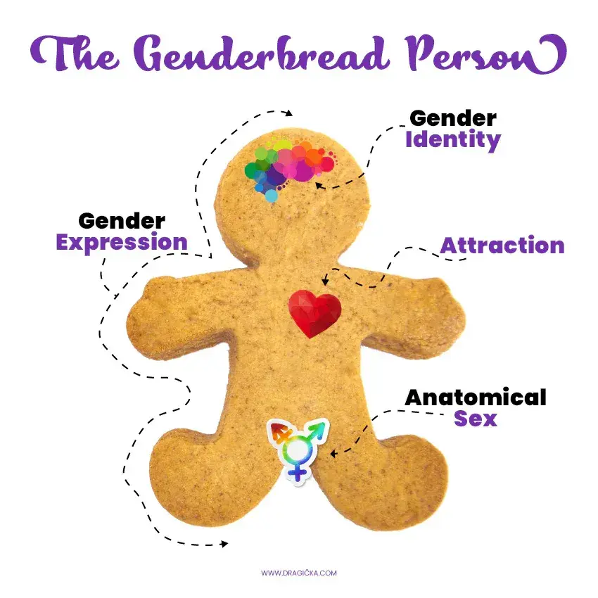 genderbread person