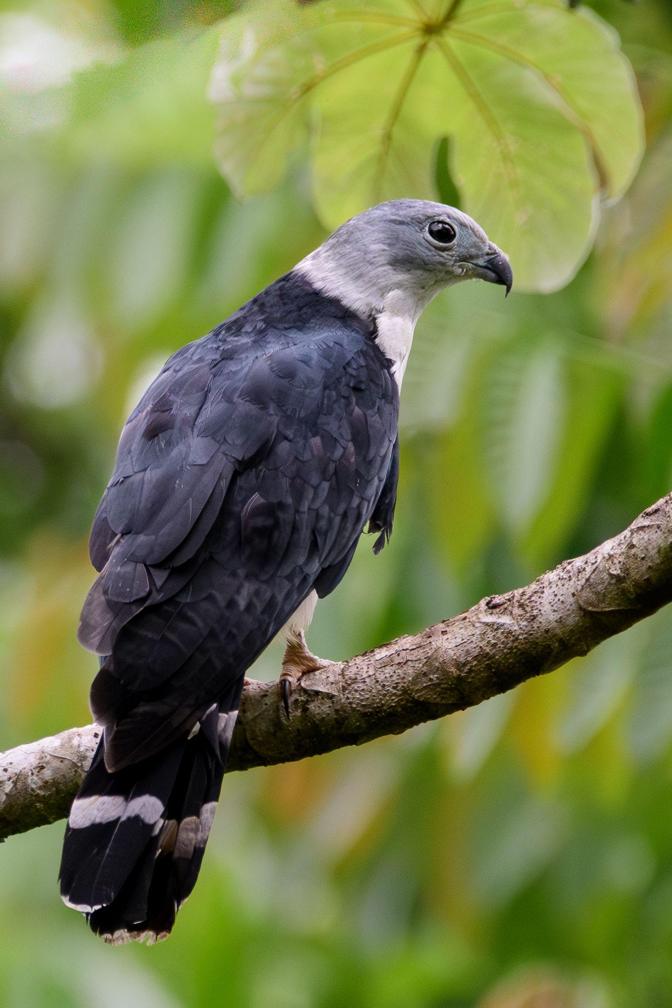 collared forest-falcon