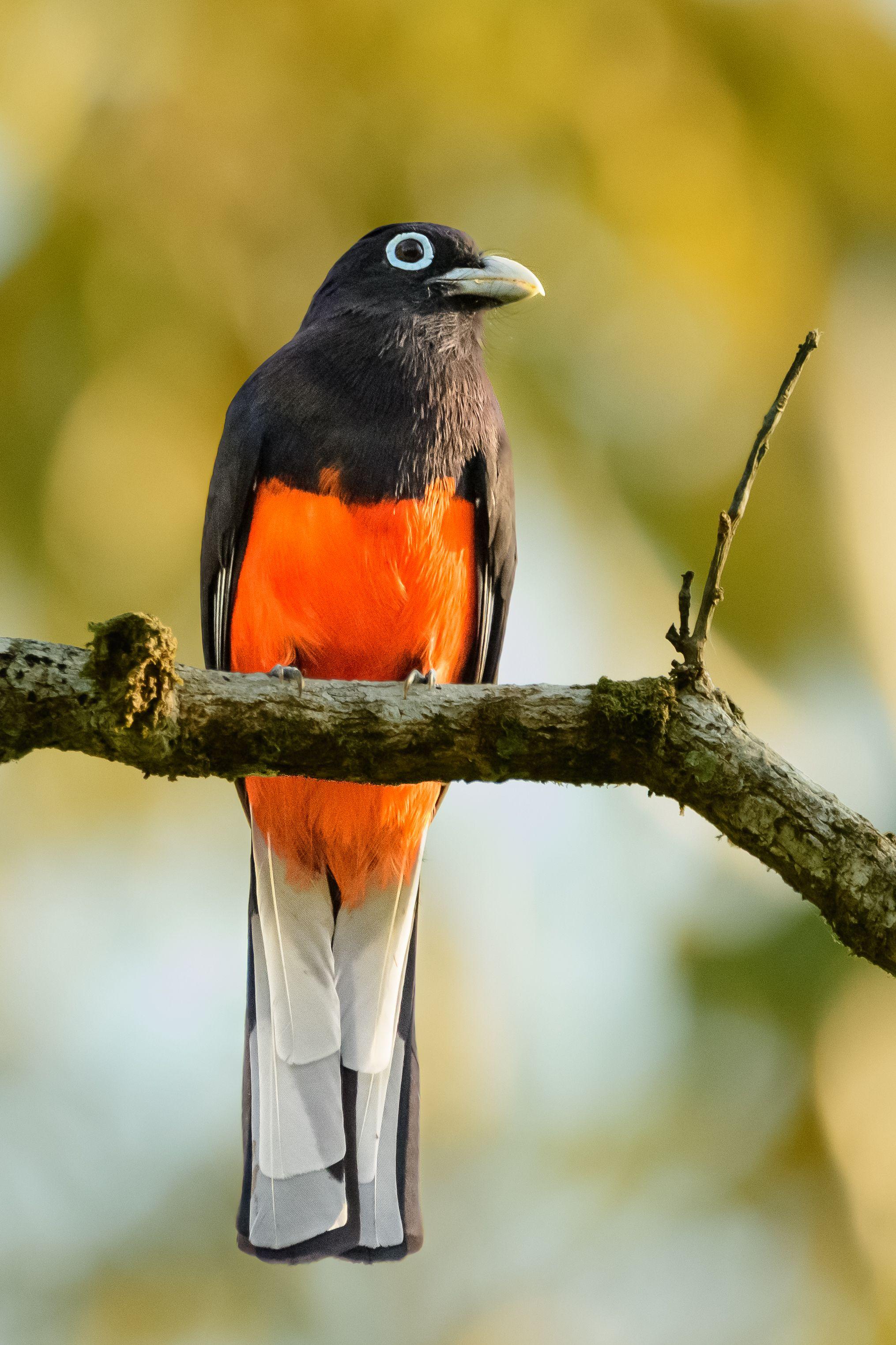 Baird's trogon in the golden light of early morning