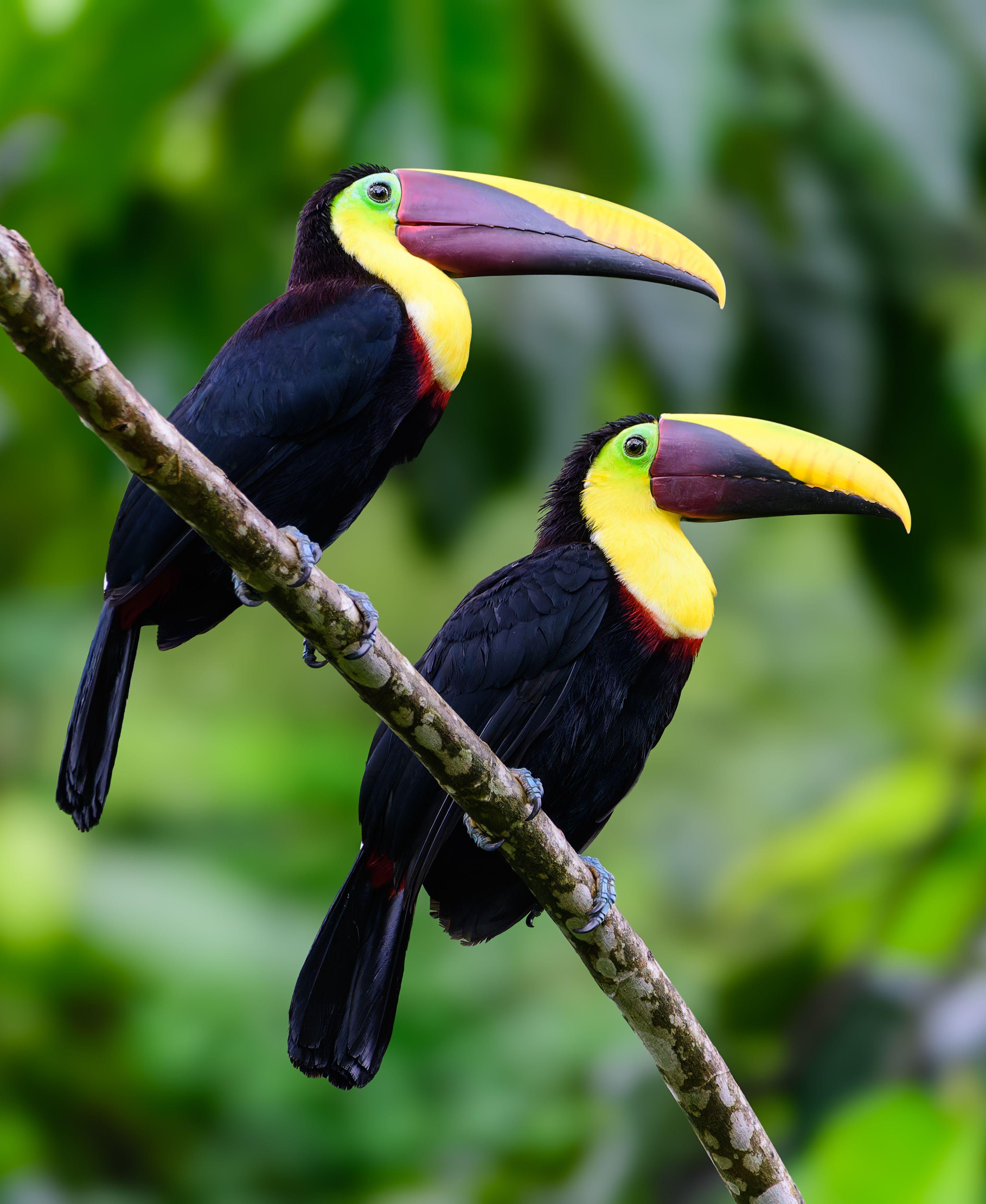 two yellow-throated toucans