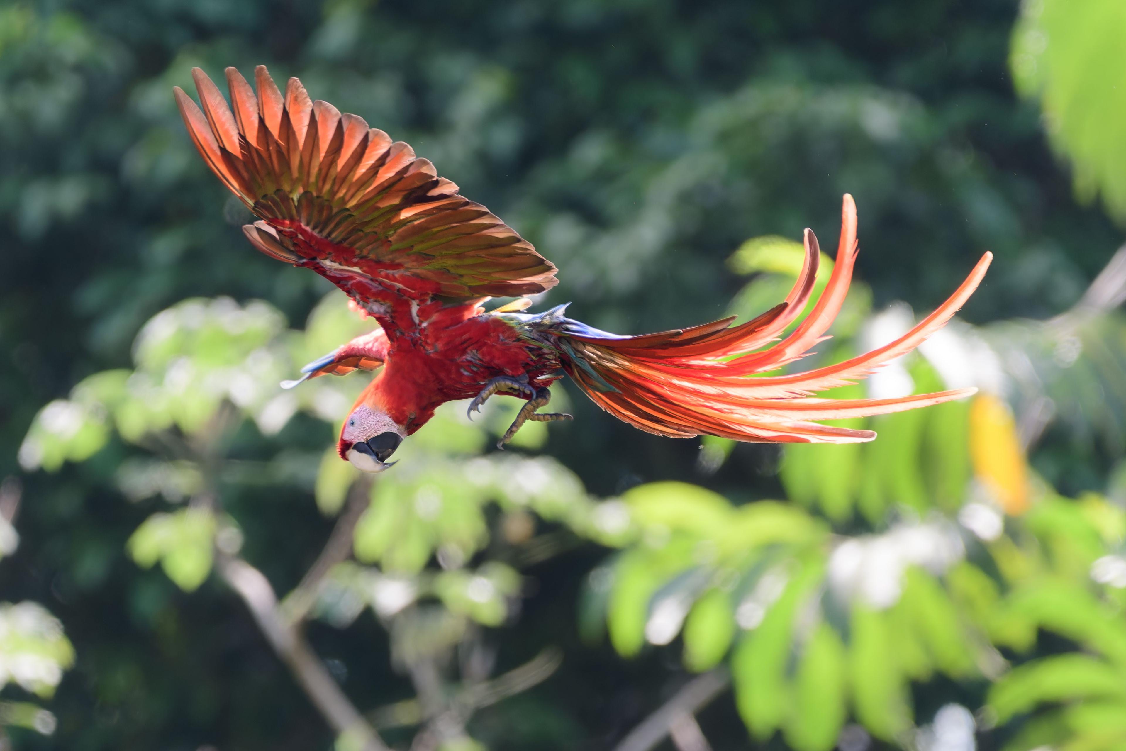 scarlet macaw in flight