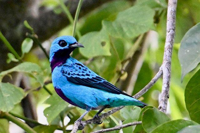 turquise cotinga seen near the villa