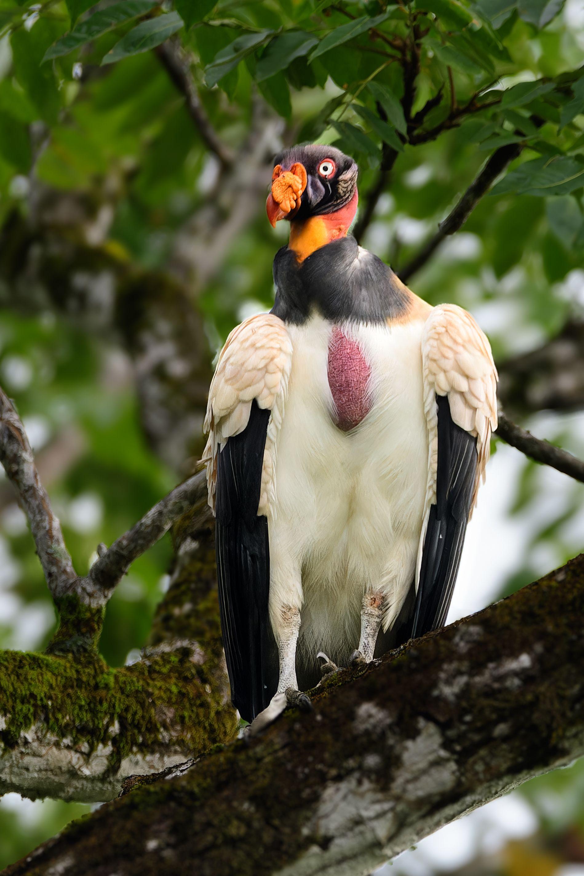 king vulture perched near the villa