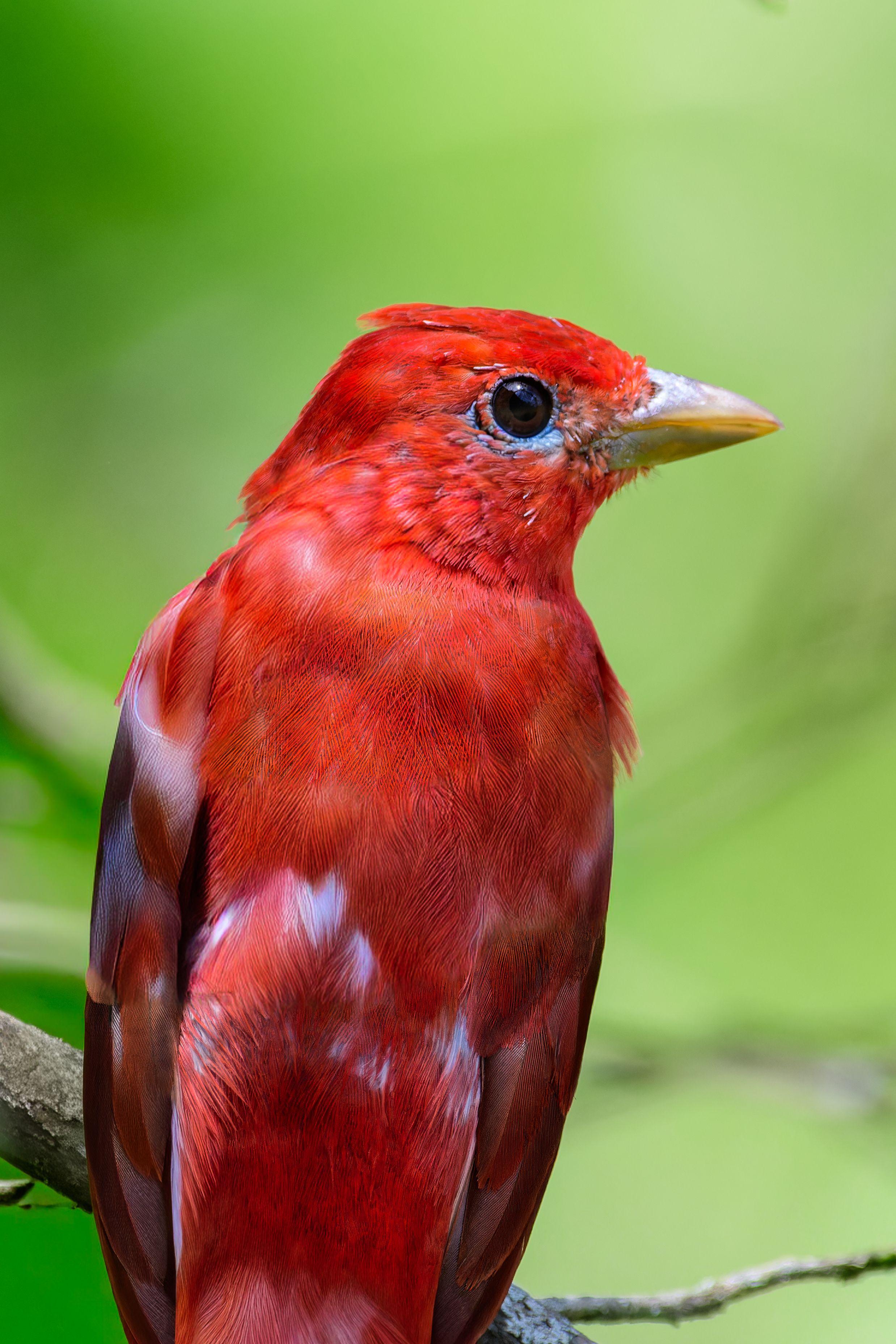 summer tanager