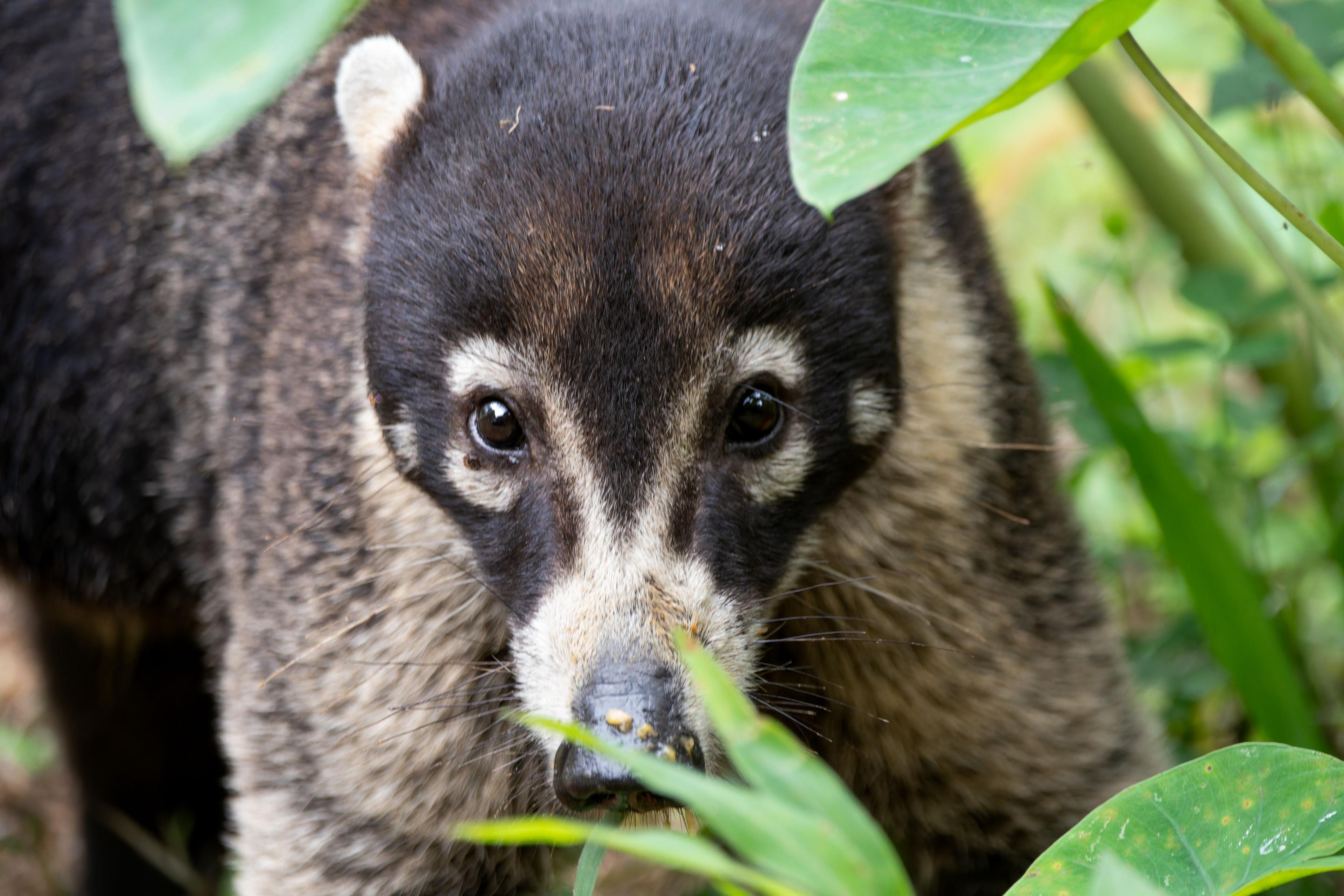 Bruno the white-nosed coati